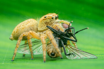 Jumping spider eating a fly on a green leaf