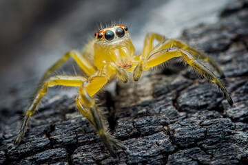 Yellow jumping spider standing on dark wood surface