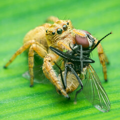 Jumping spider eating a fly on a green leaf