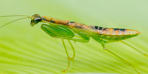 Praying mantis perched on a vibrant green leaf
