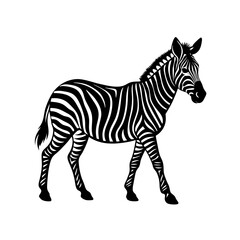 vector silhouette of a zebra walking on white back