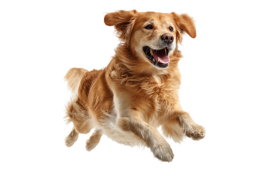 Happy golden retriever dog running fast isolated on transparent background