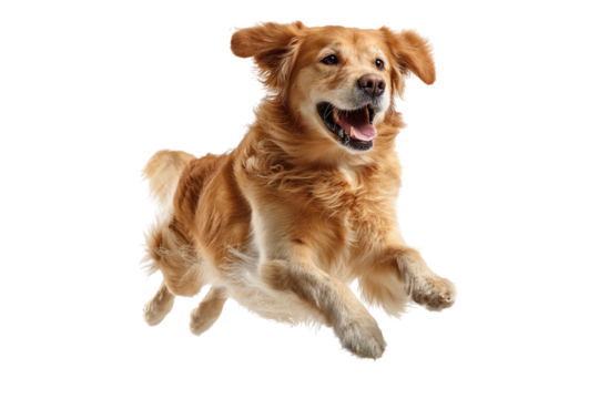 Happy golden retriever dog running fast isolated on transparent background