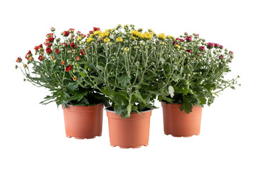 Chrysanthemum blooming in a pot cut out isolated transparent background