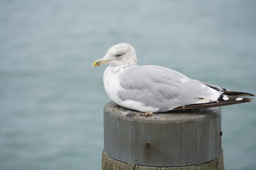 Möwe auf einer Dalbe in demSeebad Wustrow