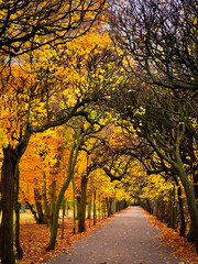 Naklejka premium Trees in autumn colors in the park.
