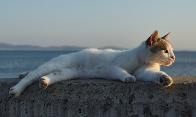 Street cat lies on warm stone wall by the sea at sunset. Concept: independent charm, wild animals,...