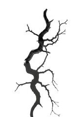 Obraz premium An ancient, gnarled, bare winter tree branch, intricately twisted, casting a razor-sharp shadow on a transparent background with negative space, concept of stark beauty and solitude
