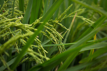 farmer hand holding wheat,rice