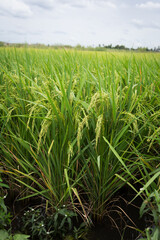 farmer hand holding wheat,rice