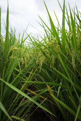 farmer hand holding wheat,rice