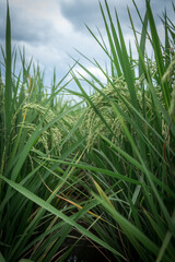 farmer hand holding wheat,rice