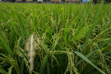 farmer hand holding wheat,rice