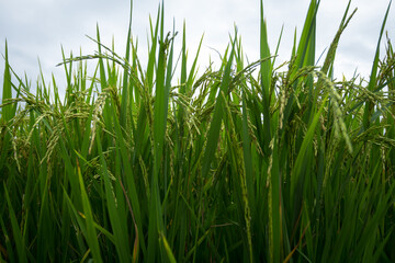 farmer hand holding wheat,rice