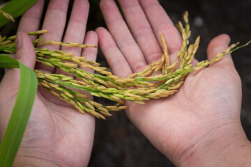farmer hand holding wheat,rice