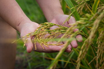 farmer hand holding wheat