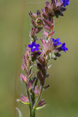 Anchusa officinalis, commonly known as the common bugloss or alkanet with green background
