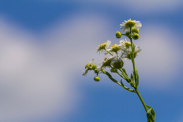 Erigeron annuus known as annual fleabane, daisy fleabane, or eastern daisy fleabane