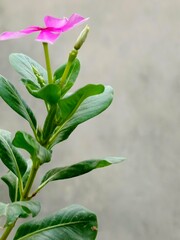 Close up shot of a pink periwinkle flower with green leaves against a gray background in soft...