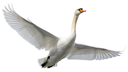 Obraz premium Swan Flying with Open Wings on Transparent Background