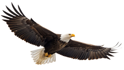 Fototapeta premium Eagle in Flight Isolated on Transparent Background – High Detail