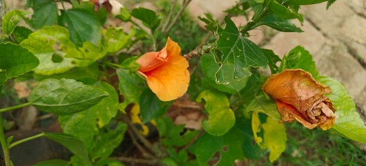 close up shot of orange hibiscus flower.