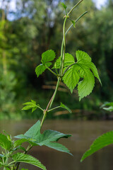 hop leaves. Humulus. green leaves of a climbing plant. natural autumn background, leaves close up....