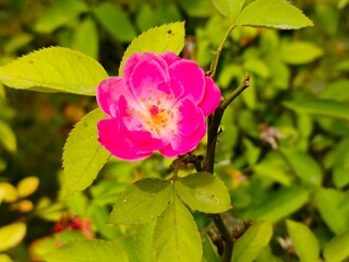 A close up shot of a bright pink rose in full bloom surrounded by green leaves in a natural setting