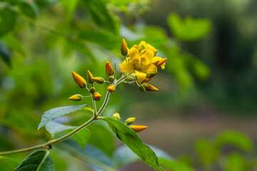 Lysimachia vulgaris flower, the garden loosestrife, yellow loosestrife, or garden yellow loosestrife, blooming in summer. Beautiful yellow floral background