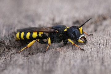 Close-Up of Black and Yellow crabronid digger wasp Ectemnius fossorius