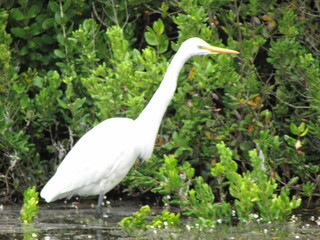 White heron in the bush
