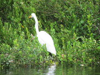 White heron in the jungle