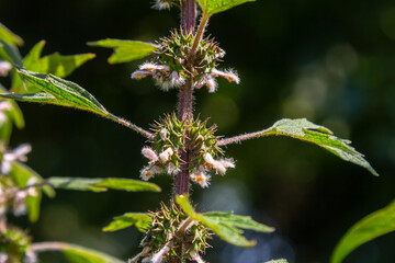 Leonurus cardiaca, known as motherwort. Other common names include throw-wort, lion's ear, and lion's tail. Medicinal plant. Grows in nature