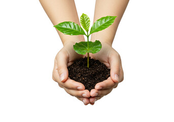 A pair of hands holding a small green plant with leaves and dark soil against a white background