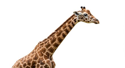 Naklejka premium Giraffe White Background Studio Portrait Image