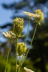 Daucus carota known as wild carrot blooming plant