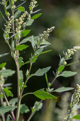 Chenopodium album, edible plant, common names include lamb's quarters, melde, goosefoot, white...