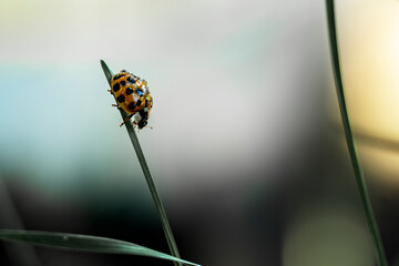 Little bug in dew drops