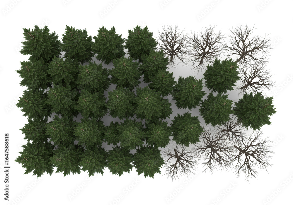Poster aerial view of a cluster of green trees transitioning to bare trees on a white background space