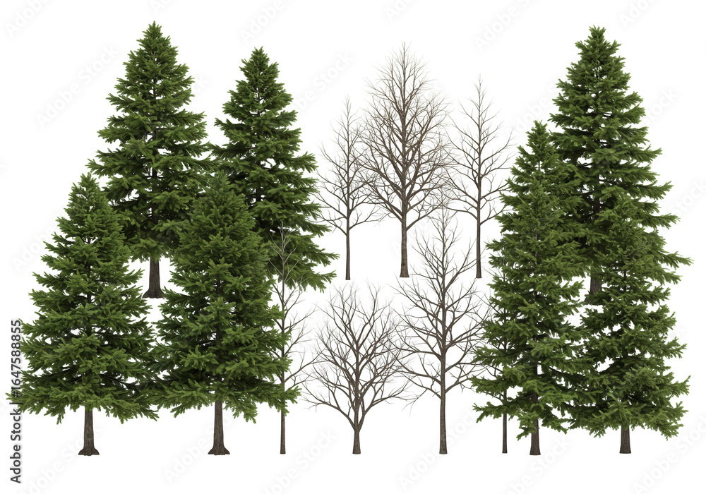 Poster a collection of evergreen trees and deciduous trees with bare branches on a white background