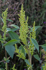 Chenopodium album, edible plant, common names include lamb's quarters, melde, goosefoot, white goosefoot, wild spinach, bathua and fat-hen