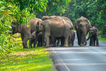 Title: Elephants are large mammals and are the largest land animals. Wild elephants eat plants....