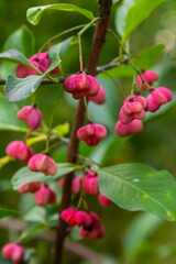 European Spindle Euonymus europaea in park. Red Cascade An autumnal close up image of the deciduous shrub euonymus europaeus