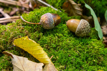 Autumn background fallen oak leaves and ripe acorns lie on the forest ground. Quercus robur,...