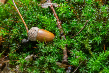 Autumn background fallen oak leaves and ripe acorns lie on the forest ground. Quercus robur,...
