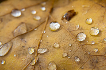Early pearl dew drops on autumn dry oak leaves in sunny day