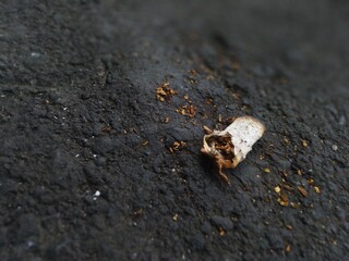 Cigarette Butt on Asphalt Road