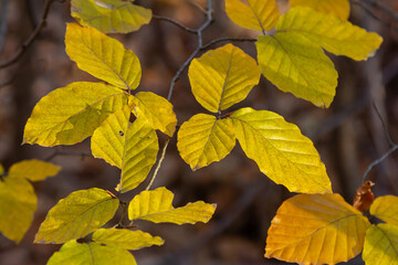 Autumn coloured beech leaves on a grey background in a forest. Autumn nature