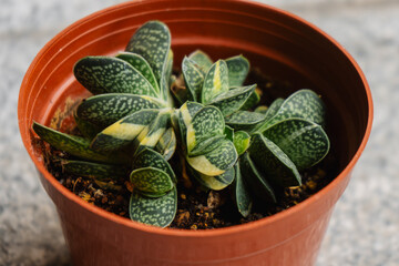 Beautiful specimen of succulent Gasteria gracilis variegata grown in a pot and with some offspring...