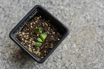 Mini succulent Gasteria gracilis variegata freshly grown in a small pot